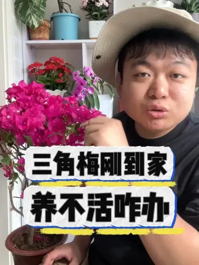 三角梅刚到家，养不活咋办。 #养花 #养花小知识 #花卉 #花卉绿植 #盆栽