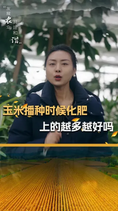 玉米播种的时候化肥上的越多越好吗#玉米种植 #玉米种植技术 #玉米种子 #三农 #抖音新农人