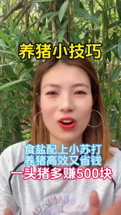 食盐配上小苏打 一头猪多赚500块#养猪人加油干 #养猪人不容易 #三农养猪技术 #分享养猪知识