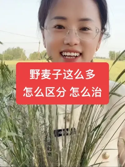 野麦子怎么区分，怎么治！ #每天分享农业知识 #农技知识分享 #抖音助农 #农业种植 #支持三农扶持三农发展