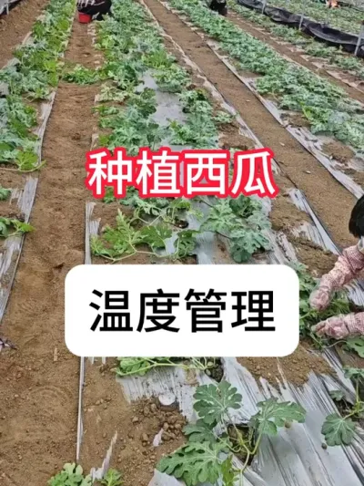 西瓜伸蔓期，对温度有要求吗？西瓜伸蔓期管理 #西瓜种植 #农业种植 #抖音助农 #种植小技巧 #真赞农业