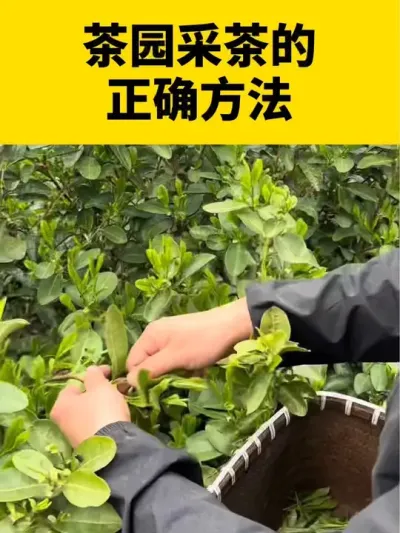 茶园采茶正确方法#茶树 #茶树种植 #茶树种植技术与管理 #采茶