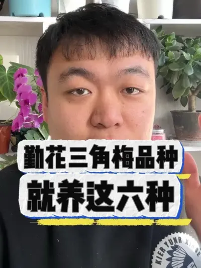 想养勤花的三角梅品种，这六种一定别错过。 #养花小知识 #花卉 #养花 #花卉绿植 #盆栽