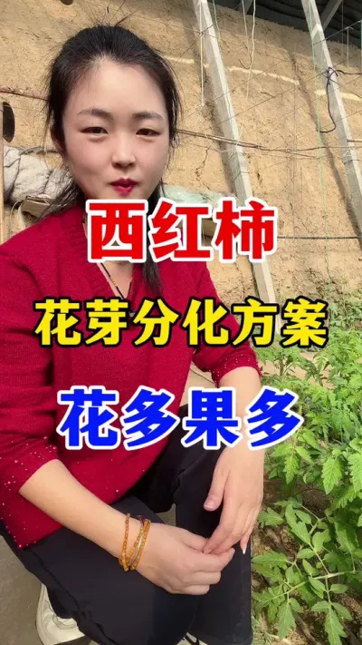 西红柿花芽分化方案 让花多果多#西红柿种植#西红柿种植技术