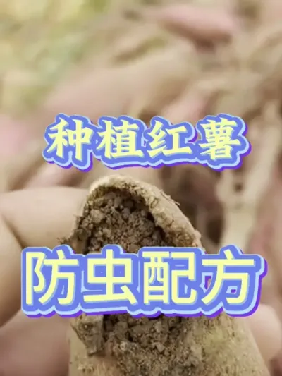 红薯高产防虫配方#红薯高产种植  #红薯高产  #红薯种植 #红薯种植管理