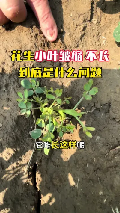 花生出现小叶皱缩不长不开花是什么问题#花生种植 #花生管理 #花生高产 #花生高产种植 #毛国富大田高产管理