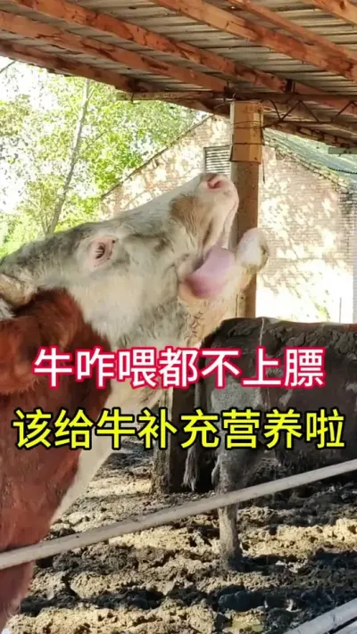 牛咋喂都不上膘，该给牛补充营养了#养牛 #养牛技术 #农村养牛 #牛羊养殖 #西门塔尔