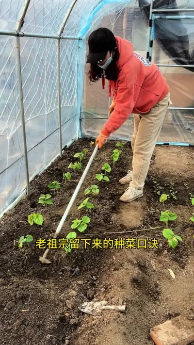 简单的种菜口诀，建议收藏#三农 #抖音助农 #记录我的种植生活 #种植小技巧 #我的小菜园