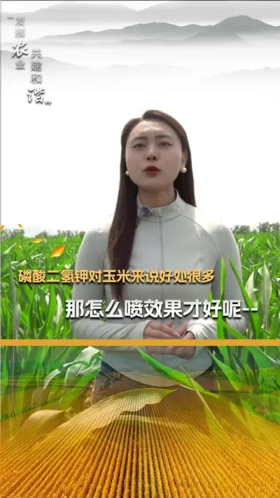 磷酸二氢钾对玉米来说好处很多，那怎么喷效果才好呢？#玉米种植 #玉米种植技术 #玉米种子 #三农 #抖音新农人