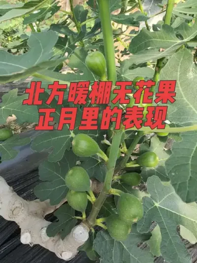 今年这批暖棚无花果是妥妥滴都值钱了😘😘#波姬红无花果 #耿记无花果种植专业合作社 #无花果树苗