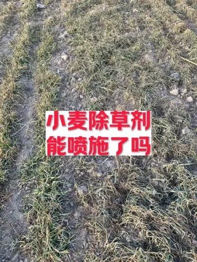 麦田除草剂，能喷了吗？#支持三农扶持三农发展 #关注我每天为你分享更多农业知识 #农技知识分享