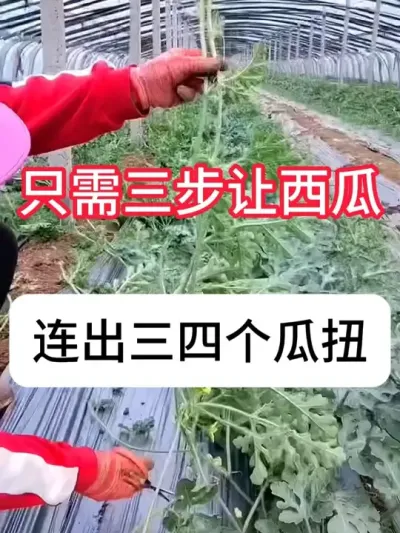 怎么让西瓜结的瓜扭多？ #农业种植 #西瓜种植 #抖音助农 #种植小技巧 #农技知识分享