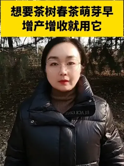 想要茶树春茶萌芽早增产增收就用它#茶树 #茶树管理技术与指导 #茶树种植