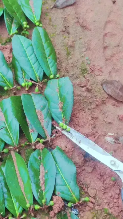 扦插剪花苞有利于后期的生长#茶树 #茶苗 #茶树种植
