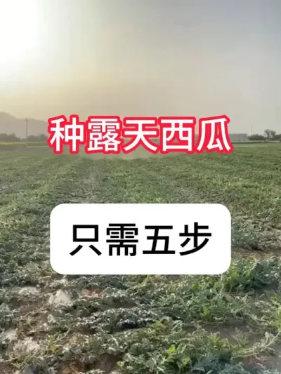 露天西瓜种植流程 #西瓜种植 #农业种植 #抖音助农 #种植小技巧 #真赞农业