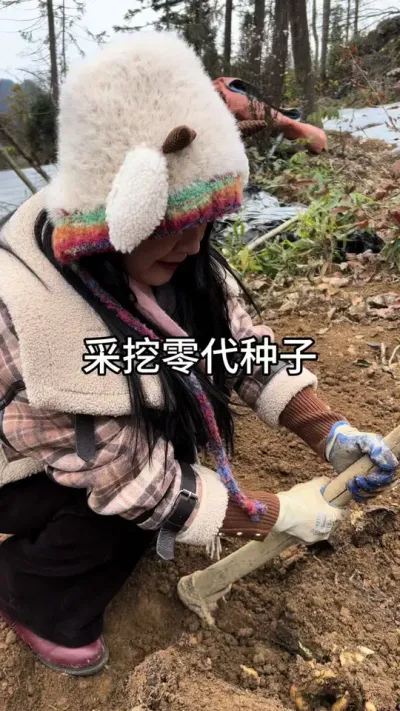 2024年开始采挖零代种子 今年数量不多，先到先得#天麻种植 #天麻种子#种植技术@抖音小助手