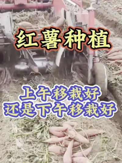 红薯是上午移栽好还是下午移栽好#红薯高产种植  #红薯高产  #红薯种植 #红薯种植管理