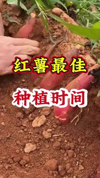 红薯最佳种植时间#红薯高产种植  #红薯高产  #红薯种植  #红薯种植管理