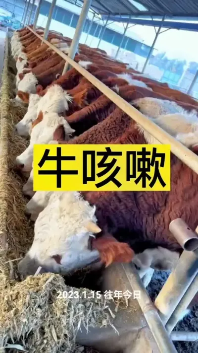 #养牛人 #科学养牛 #育肥牛 #西门塔尔 #西门塔尔繁殖母牛