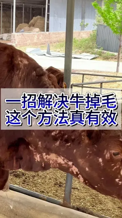 一招解决牛掉毛，这个方法真好用#科学养牛 #养牛人 #养牛 #养牛技术 #农村养牛