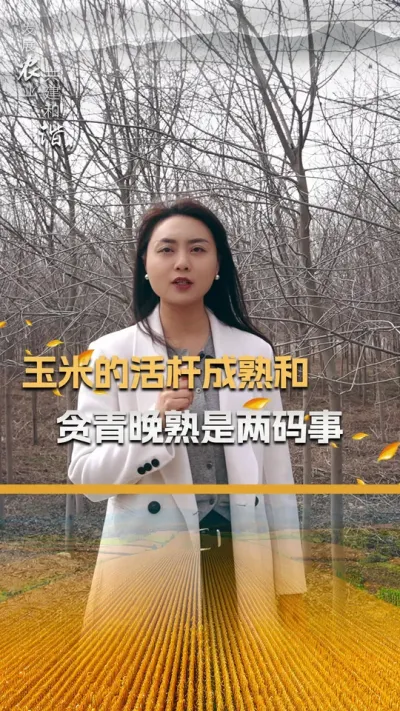 玉米的活杆成熟和贪青晚熟是两码事#玉米种植技术 #玉米种植 #玉米种子 #三农 #抖音新农人