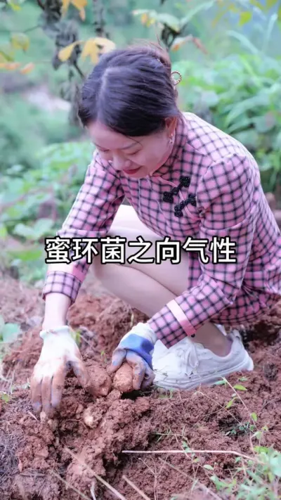 蜜环菌之向气性 #新农人计划 #三农种植 #农业技术推广 @抖音小助手