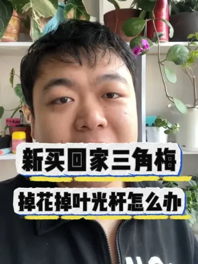 刚买回家的三角地，掉花掉叶光杆怎么办。 #养花小知识 #花卉 #盆栽 #养花 #花卉绿植