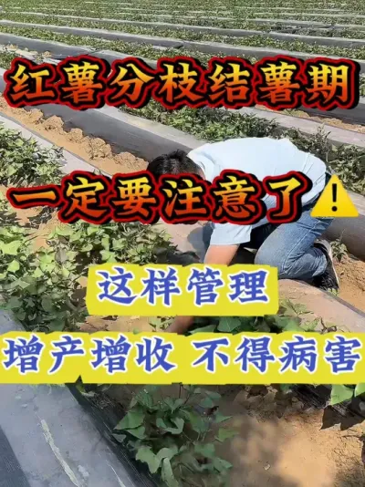 红薯分枝结薯期，一定要注意了！#红薯种植  #红薯高产种植  #红薯高产  #红薯种植知识