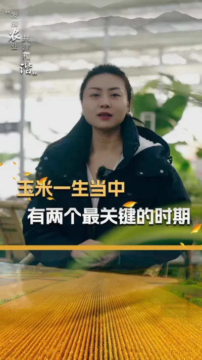 玉米一生当中有两个最关键的时期#玉米种植技术 #玉米种植 #玉米种子 #三农 #抖音新农人