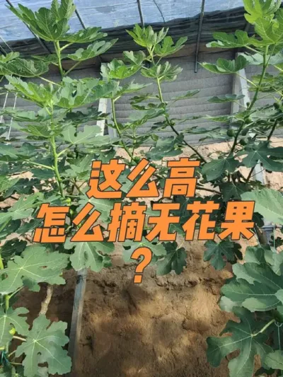 即使踩高跷摘果也值得😂#耿记无花果种植专业合作社 #无花果树苗