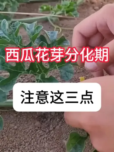怎么提高西瓜产量？西瓜高产方法 #三农 #西瓜种植 #新农人 #种植小技巧 #抖音助农