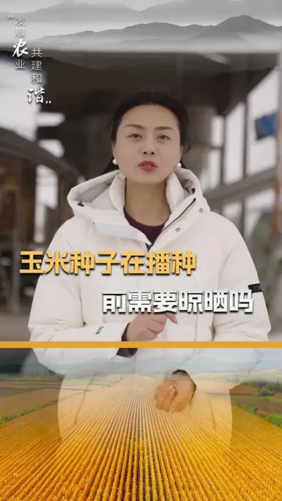 玉米种子在播种前需要晾晒吗？#玉米种植 #玉米种植技术 #玉米种子 #三农 #抖音新农人