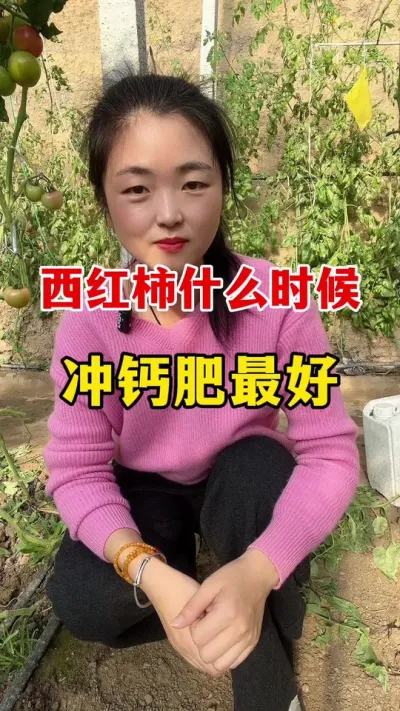 西红柿什么时候冲钙肥更好？ #西红柿种植 #西红柿种植技术