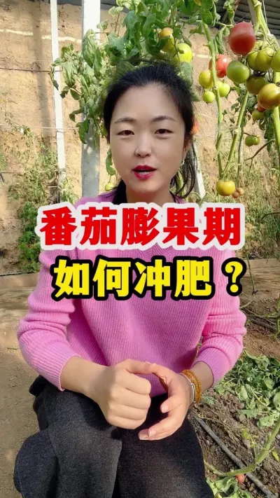 番茄膨果期到底该怎么冲肥？ #番茄种植#番茄种植技术