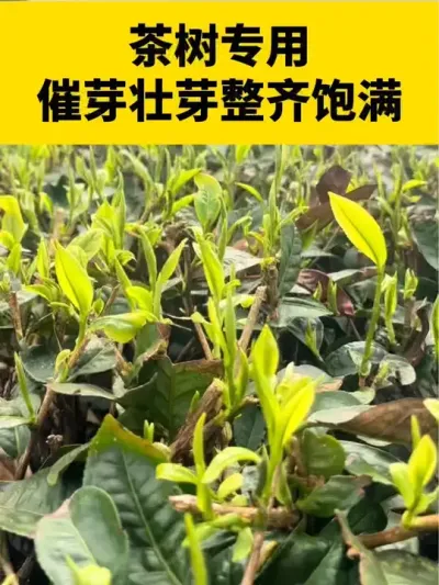 茶树专用，催芽壮芽整齐饱满#茶树 #茶树管理技术与指导 #采茶 #春茶采摘