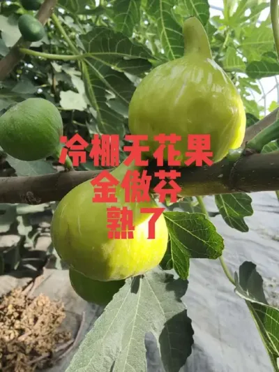 大金，大金傲芬，无花果黄色品种里的扛把子#耿记无花果种植专业合作社 #无花果树苗
