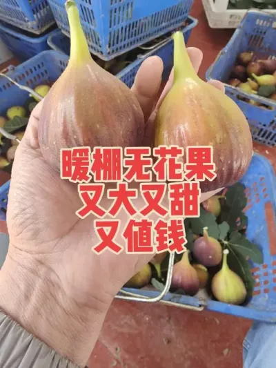 现在成熟的无花果在滨州咱家是独一份，每天催着要货的感觉太爽了✌✌#耿记无花果种植专业合作社 #无花果树苗