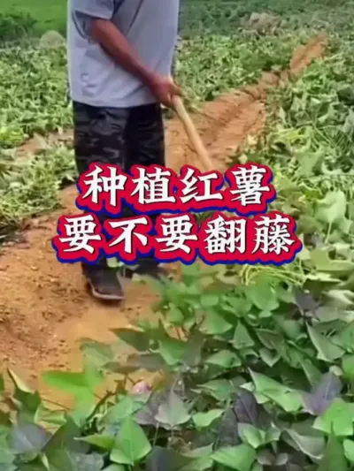 种植红薯要不要翻藤#红薯高产种植  #红薯高产  #红薯种植 #红薯种植管理