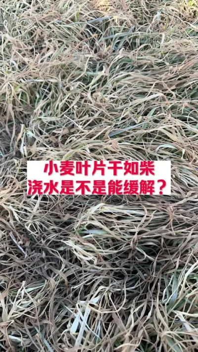 小麦干叶，浇水可以吗 #支持三农扶持三农发展 #关注我每天为你分享更多农业知识 #分享农业知识帮农民增产增收