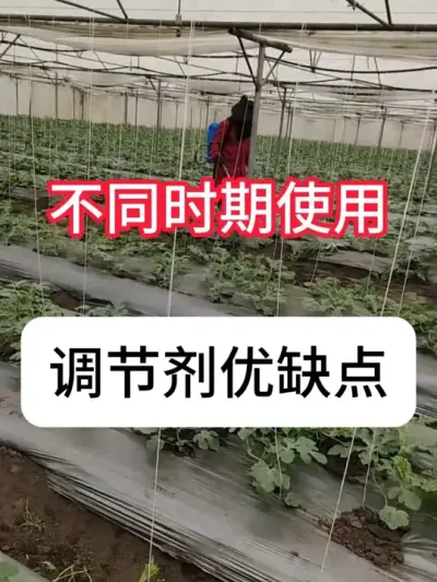 西瓜可以用调节剂吗？调节剂优缺点 #西瓜种植 #抖音助农 #农业种植 #农业知识 #助力三农