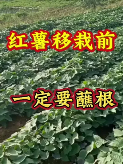 红薯移栽前一定要蘸根#红薯种植 #红薯高产种植 #红薯高产 #红薯种植知识