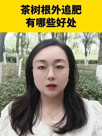 茶树根外追肥有哪些好处#茶树 #茶树种植 #茶树管理技术与指导