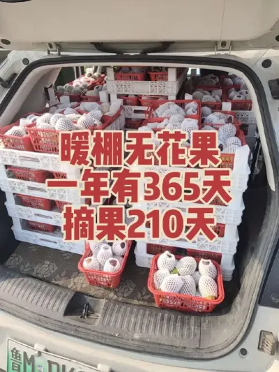 结果期超长，行情也好，卡卡滴干吧#耿记无花果种植专业合作社 #无花果树苗