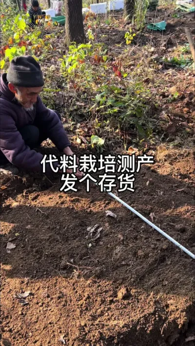 再来一个代料栽培测产#天麻种植 #农业技术推广 #技术分享 @抖音小助手