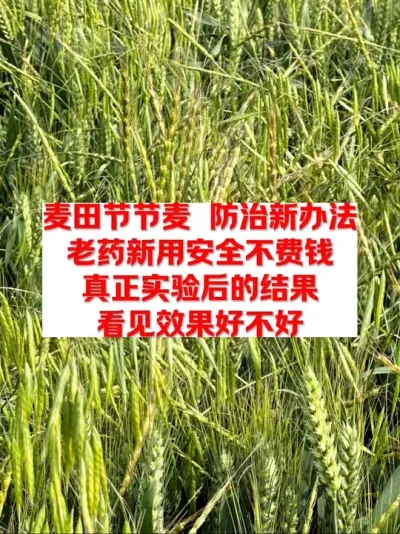 节节麦在出穗之后还能不能防治？老药新用效果好！ #农业种植 #种植技术 #农业技术 #三农种植