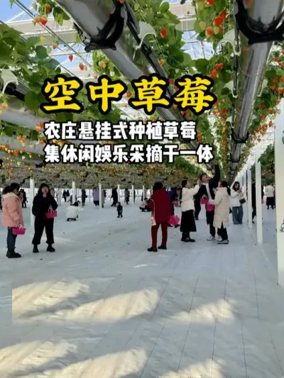 空中草莓园 农庄采摘园打造悬挂式种植，让游客采摘在空中的草莓，集休闲娱乐采摘为一体#游云文旅 #规划设计 #乡村振兴 #农庄设计
