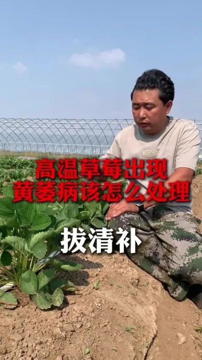 高温草莓出现黄萎病该怎么处理#草莓种植 #草莓种植技术 #草莓管理 #分享农业知识帮农民增产增收 #新农人计划