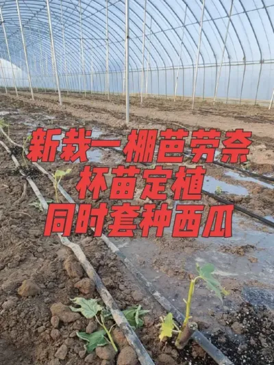 最近是忙的团团转，还给三位客户发了无花果杯苗#耿记无花果种植专业合作社 #无花果树苗