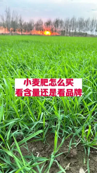 小麦肥怎么选择，看品牌还是看含量？只看含量不看品牌可以吗？ #关注我每天为你分享更多农业知识 #支持三农扶持三农发展 #分享农业知识帮农民增产增收