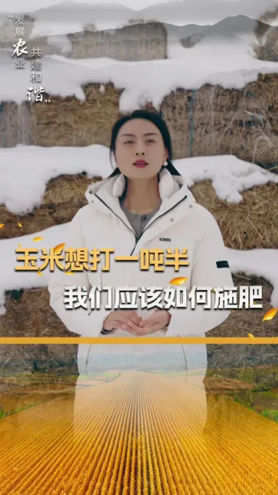 玉米想要打一吨半，我们应该如何施肥#玉米种植 #玉米种植技术 #玉米种子 #三农 #抖音新农人
